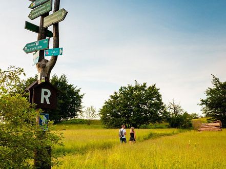 Wegweiser auf einer Wiese am Rennsteig im Sommer