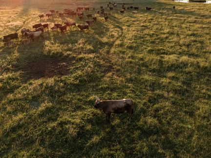 Ein Rind steht auf der Wiese