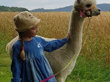 Alpakawanderung im Alpakagut Birkig