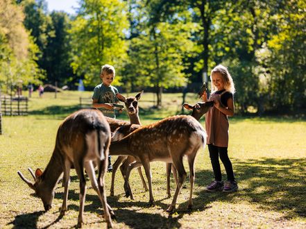 Rehe und Kinder im Wildpark Tambach